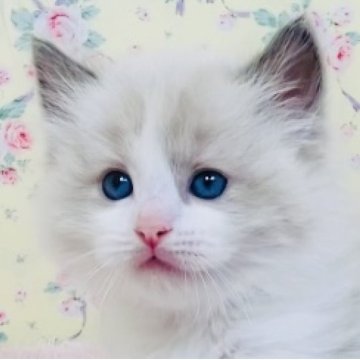 ラグドール【大阪府・男の子・2025年8月17日・ブルーポイントバイカラー】の写真「ヤンチャ盛りの甘えん坊さんです☺️💐」