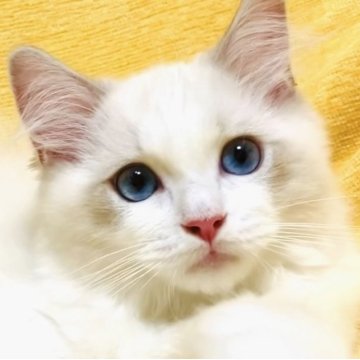 ラグドール【大阪府・男の子・2025年8月11日・ブルーポイントバイカラー】の写真「美形でおっとり控えめな甘えん坊さんです☺️💐」