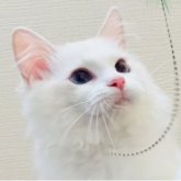 ラグドール