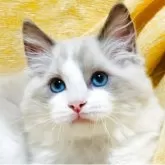 ラグドール【大阪府・男の子・2025年8月17日・ブルーポイントバイカラー】の写真1「🌟元気いっぱいな超🦋甘えん坊さんです😊🌟」