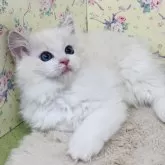 ラグドール【大阪府・女の子・2024年12月24日・ブルーリンクスポイントバイカラー】の写真1