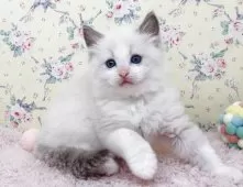 ラグドール【大阪府・男の子・2025年8月17日・ブルーポイントバイカラー】の写真10