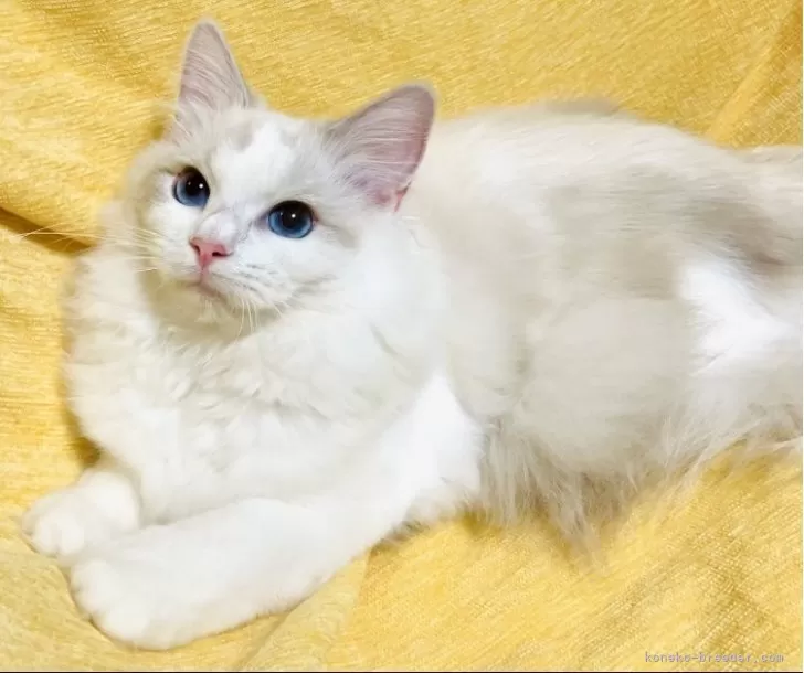 ラグドール【大阪府・女の子・2025年2月25日・ブルーリンクス