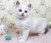 ラグドール【大阪府・女の子・2025年8月17日・ブルーポイントバイカラー】の写真14