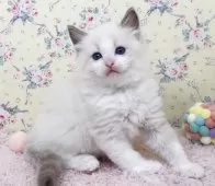 ラグドール【大阪府・男の子・2025年8月17日・ブルーポイントバイカラー】の写真12