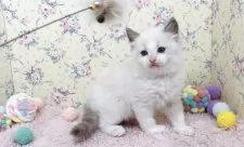 ラグドール【大阪府・男の子・2025年8月17日・ブルーポイントバイカラー】の写真14