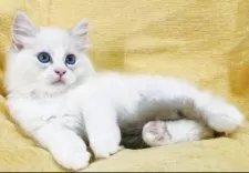 ラグドール【大阪府・男の子・2025年8月11日・ブルーリンクスポイントバイカラー】の写真2