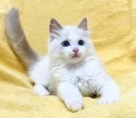 ラグドール【大阪府・女の子・2025年8月17日・ブルーポイントバイカラー】の写真12