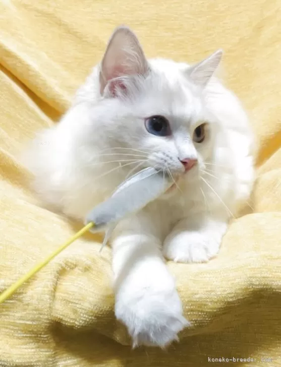 新品 希少 レア ねこぢる 新品 希少 レア ねこぢる - メルカリ