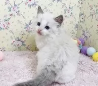 ラグドール【大阪府・男の子・2025年8月17日・ブルーポイントバイカラー】の写真15