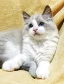 ラグドール【大阪府・男の子・2025年8月17日・ブルーポイントバイカラー】の写真4