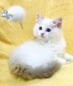 ラグドール【大阪府・男の子・2025年8月11日・ブルーポイントバイカラー】の写真8