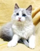 ラグドール【大阪府・男の子・2025年8月17日・ブルーポイントバイカラー】の写真5