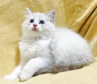 ラグドール【大阪府・男の子・2025年8月11日・ブルーリンクスポイントバイカラー】の写真4