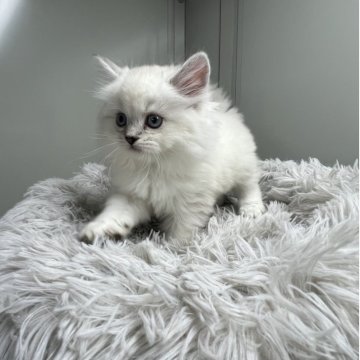 ミヌエット(長足)【香川県・男の子・2025年9月15日・ブルーポイント（長毛）】の写真「とっても元気な男の子」