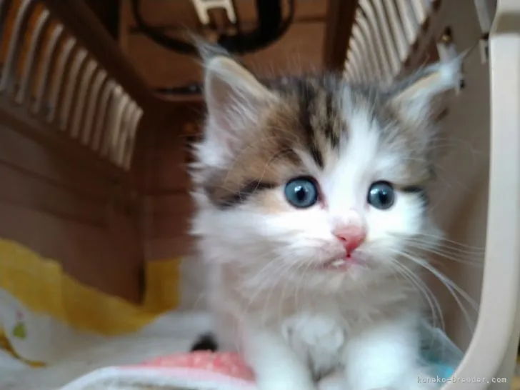 ID:2203-00324の子猫
