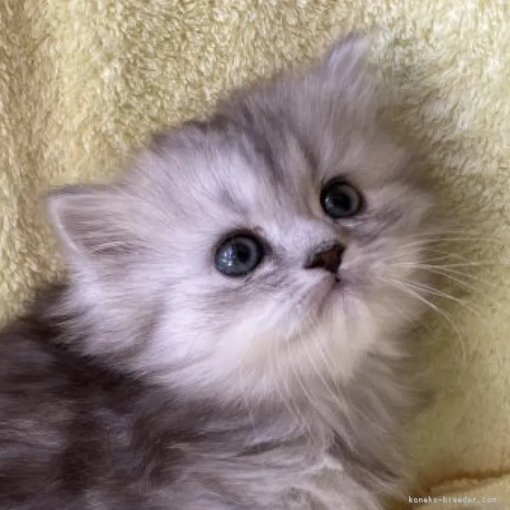 ID:2303-00702の子猫