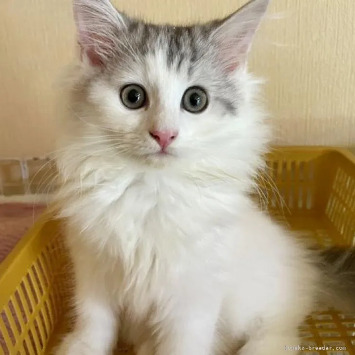 ID:2208-00024の子猫