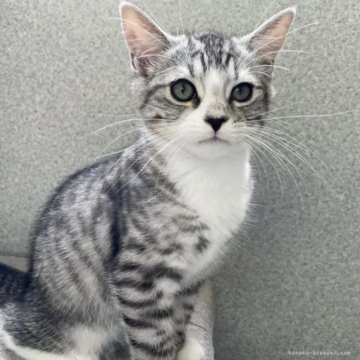 ミル 様のお迎えした子猫