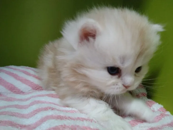 ヒロ 様のお迎えした子猫