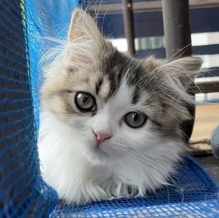 ID：2408-02290の子猫