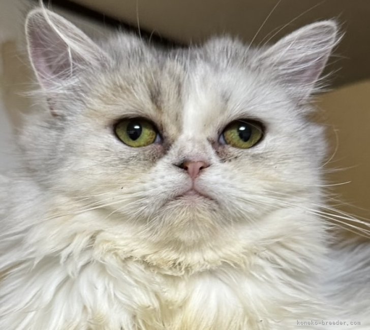 ミヌエット【・女の子・2024年9月14日・シルバータビー&amp;ホワイト】