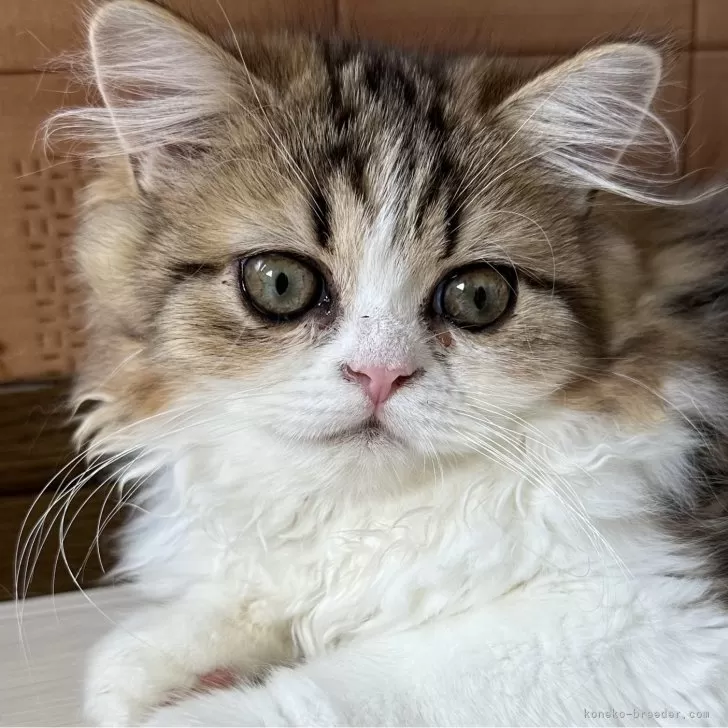 ID：2404-03248の子猫