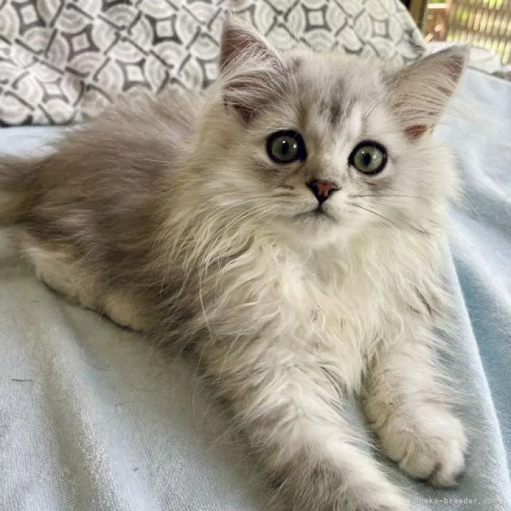 Y.N 様のお迎えした子猫