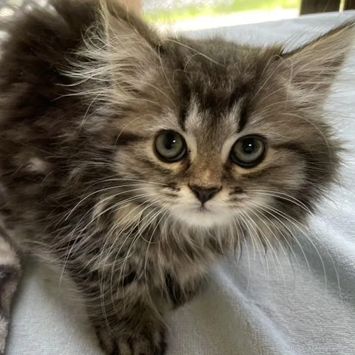 ID:2205-02819の子猫