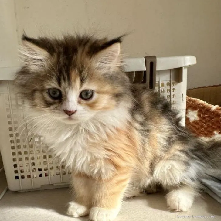 ID:2301-01657の子猫