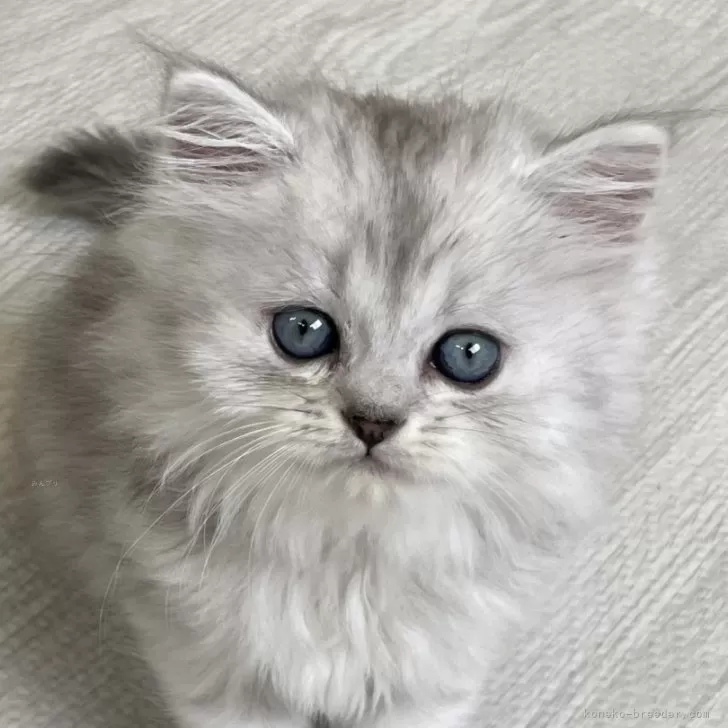 ID：2409-00039の子猫