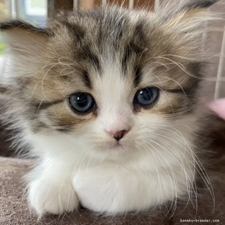 ID：2310-00438の子猫