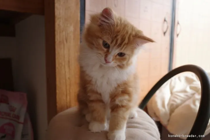 さぶ 様のお迎えした子猫