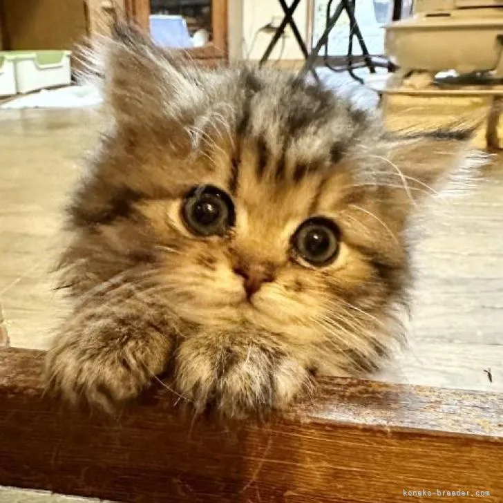 ID:2210-00062の子猫
