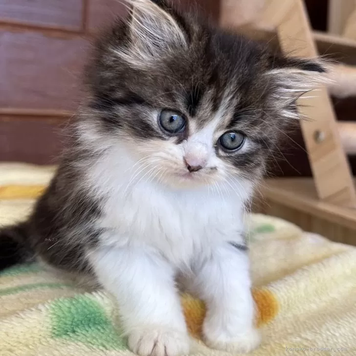 ID：2410-01302の子猫