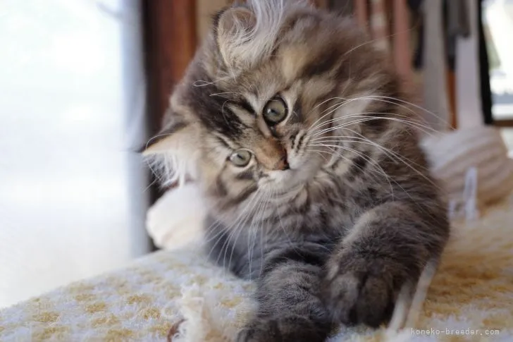 ID:2110-02060の子猫