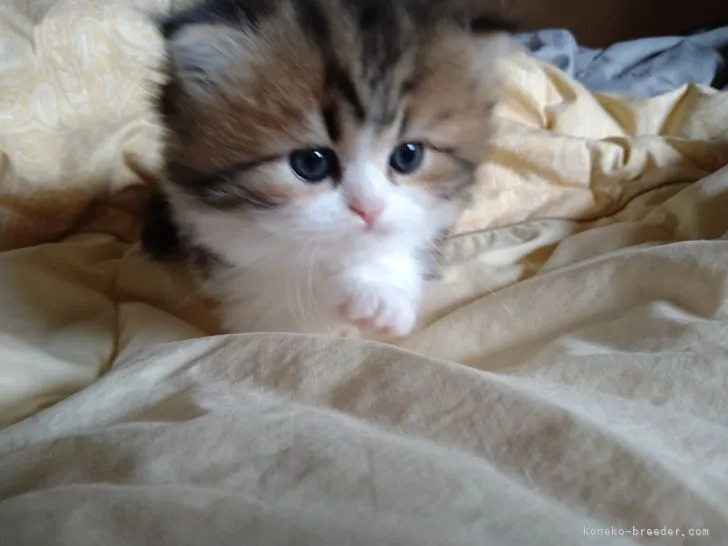 ぷりんず母ちゃん 様のお迎えした子猫