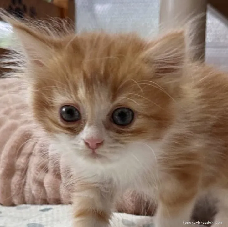 ID:2304-00949の子猫