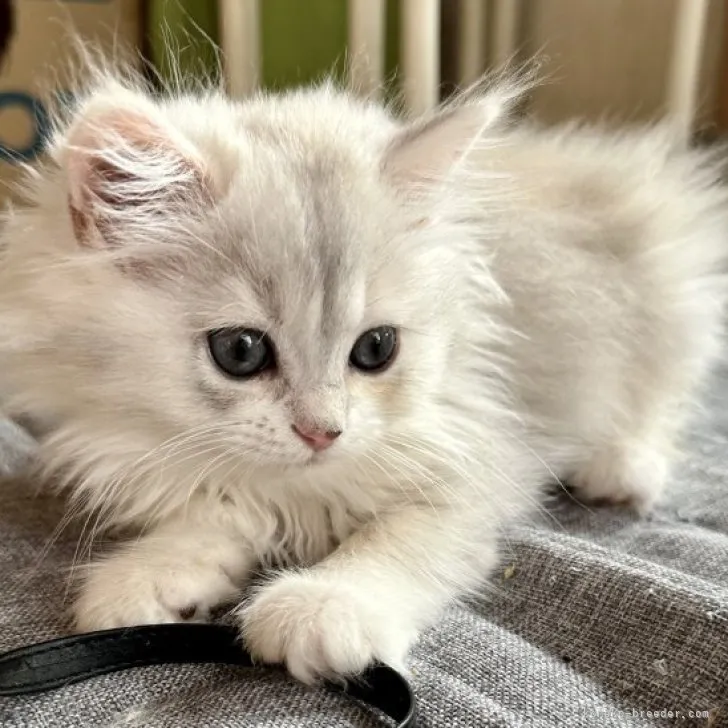 ID：2310-00365の子猫