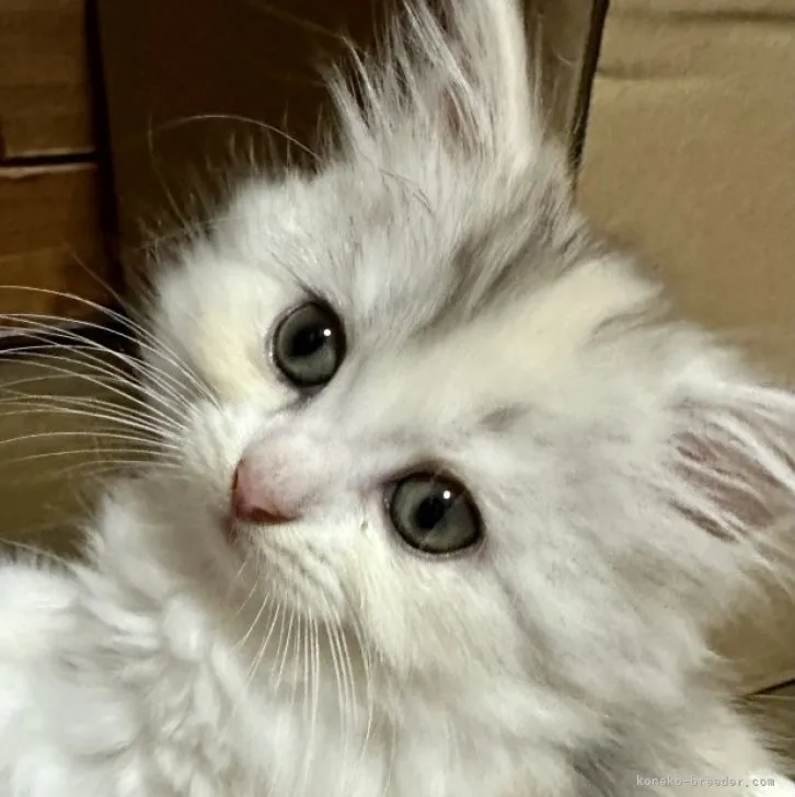 ID：2310-02664の子猫