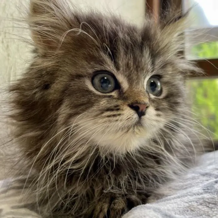 ID:2205-02822の子猫