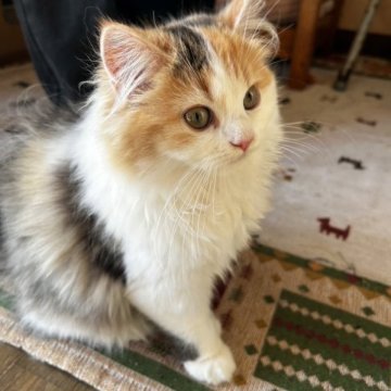 ミヌエット【福島県・女の子・2023年8月10日・キャリコ（ロング）】の写真「美しい猫です。上品❤️キャリコ」