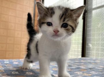 ミヌエット【福島県・男の子・2022年4月8日・シルバータビー&ホワイト】の写真「マイペースな子です🐈」
