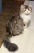 ミヌエット【・女の子・2018年10月27日・BROWN PATCHED TABBY&WHITE】