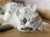 ミヌエット(長足)【福島県・女の子・2024年6月4日・シルバータビーアンドホワイト】の写真4