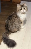 ミヌエット【・女の子・2018年10月27日・BROWN PATCHED TABBY&WHITE】