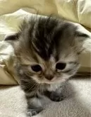 ミヌエット(長足)【福島県・女の子・2024年4月22日・ブラウンパッチドタビーアンドホワイト】の写真4