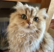 ペルシャ(チンチラ)【・女の子・2020年10月23日・CHINCHILLA GOLDEN】