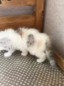ミヌエット(長足)【福島県・女の子・2025年4月28日・ダイリュートキャリコ】の写真4