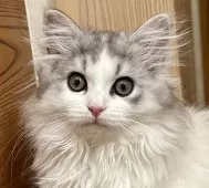 ミヌエット(長足)【福島県・男の子・2024年10月9日・シルバータビー&ホワイト】の写真10